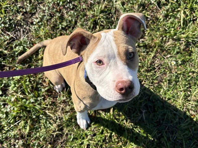 DOJA - Pit Bull Terrier available for adoption