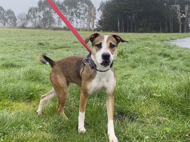 POSEY - American Pit Bull Terrier available for adoption