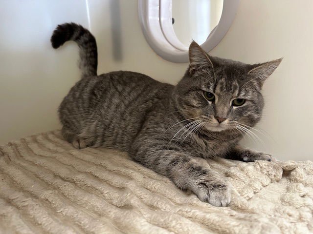 ELI - Domestic Short Hair available for adoption