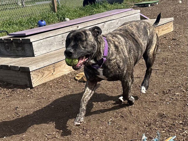 CRICKET - Pit Bull Terrier available for adoption