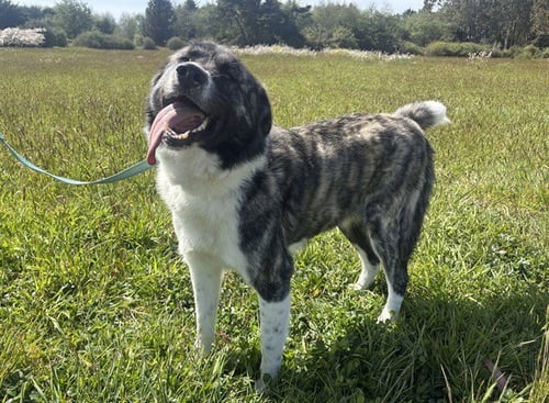 SHASTA - Anatolian Shepherd / Spanish Mastiff available for adoption