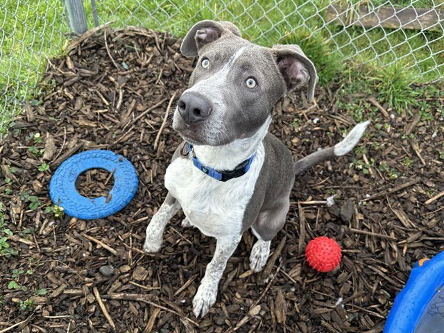 APOLLO - Pit Bull Terrier available for adoption