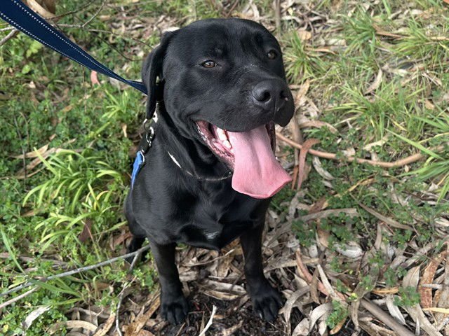 FINN - Labrador Retriever available for adoption