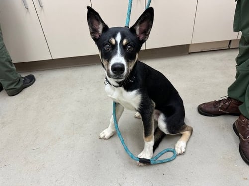 KENAI - Alaskan Malamute available for adoption