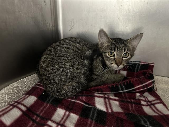 MOLLY - Domestic Short Hair available for adoption