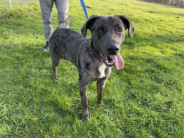 MERLE - Catahoula Leopard Dog available for adoption