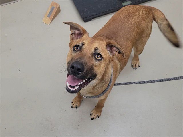 GINGER - German Shepherd Dog available for adoption