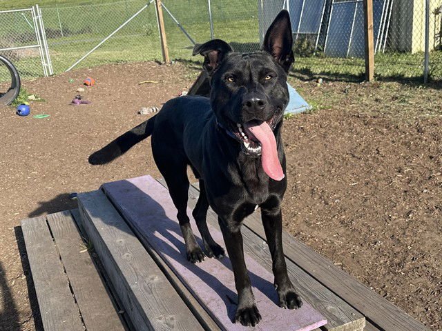 NEO - Labrador Retriever / German Shepherd Dog available for adoption