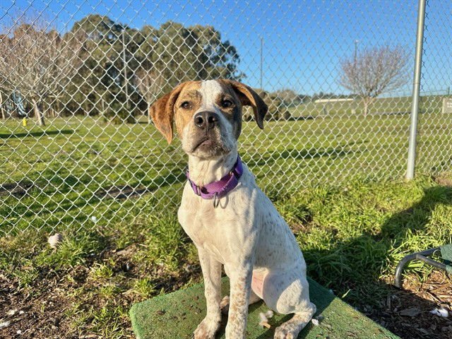BUTTERSCOTCH - Pit Bull Terrier available for adoption