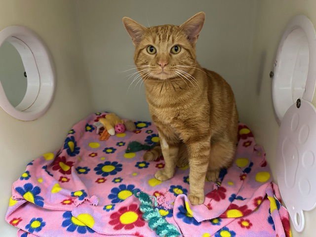 EMMETT - Domestic Short Hair available for adoption