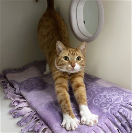 CREAMSICLE - Domestic Short Hair available for adoption