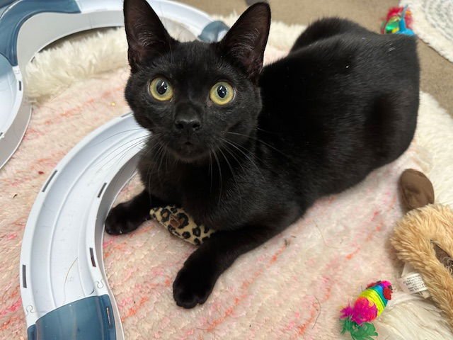 SILAS - Domestic Short Hair available for adoption