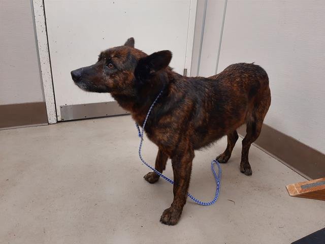 ROSEMARY - German Shepherd Dog available for adoption