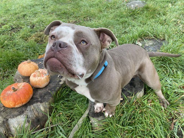 CHUCK - Bulldog available for adoption