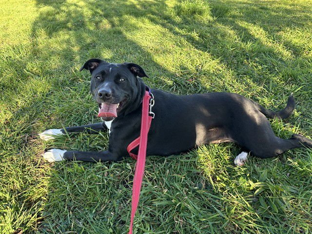 NOODLE - Pit Bull Terrier available for adoption