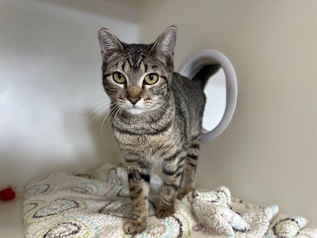 PIPPI - Domestic Short Hair available for adoption