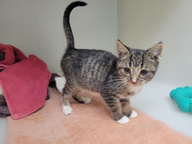 BAKLAVA - Domestic Short Hair available for adoption