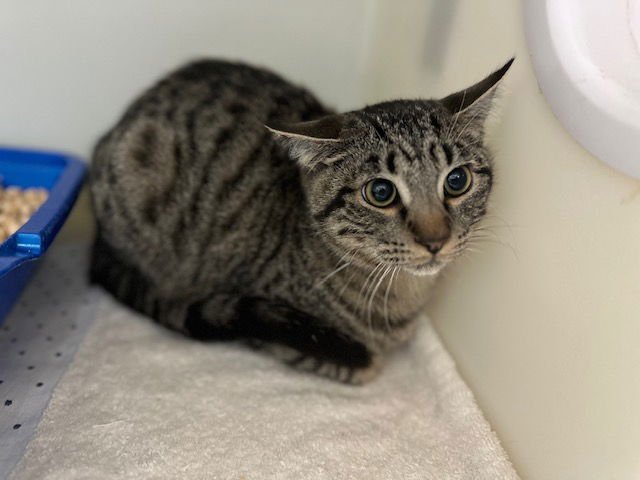 GUS - Domestic Short Hair available for adoption