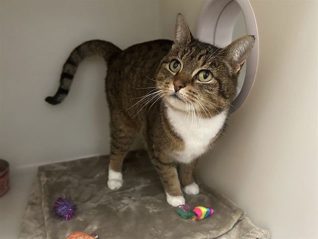 FIONA - Domestic Medium Hair available for adoption