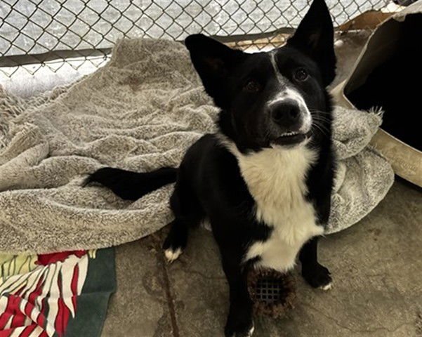 NICK - Border Collie available for adoption