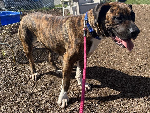 RAINA - Mastiff available for adoption