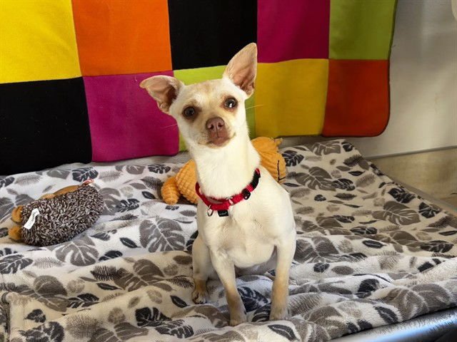 CHLOE - Chihuahua available for adoption