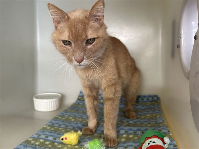 SAMSON - Domestic Short Hair / Manx available for adoption