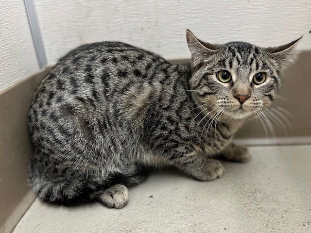 GUY - Domestic Short Hair available for adoption