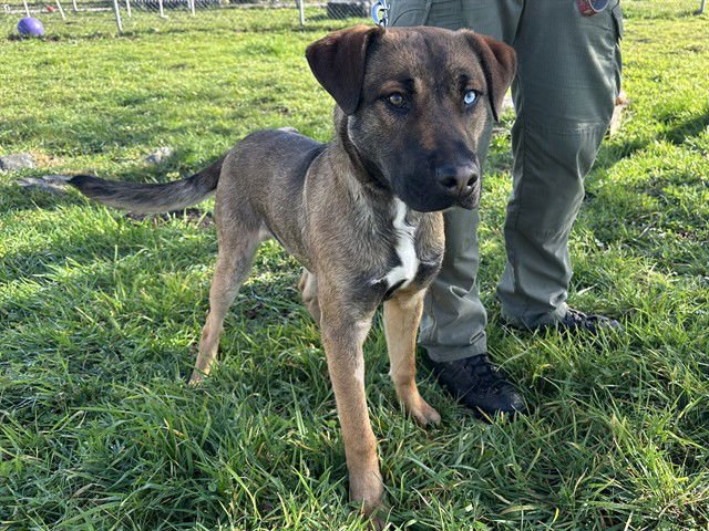 OAKLEY - German Shepherd Dog available for adoption