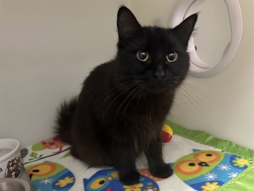 GIGI - Domestic Medium Hair available for adoption