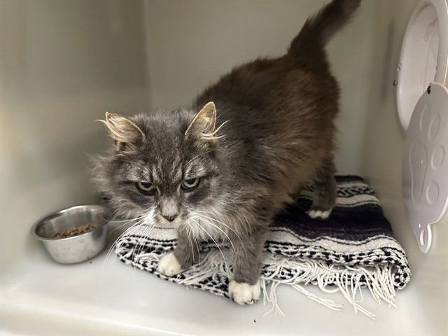 JEWEL - Domestic Long Hair available for adoption