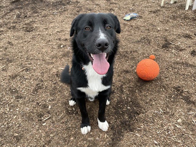 HOBBES - Border Collie available for adoption