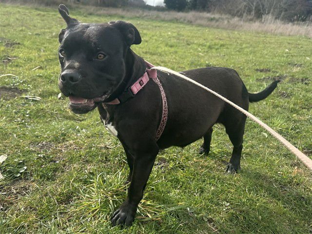 FIONA - Pit Bull Terrier available for adoption