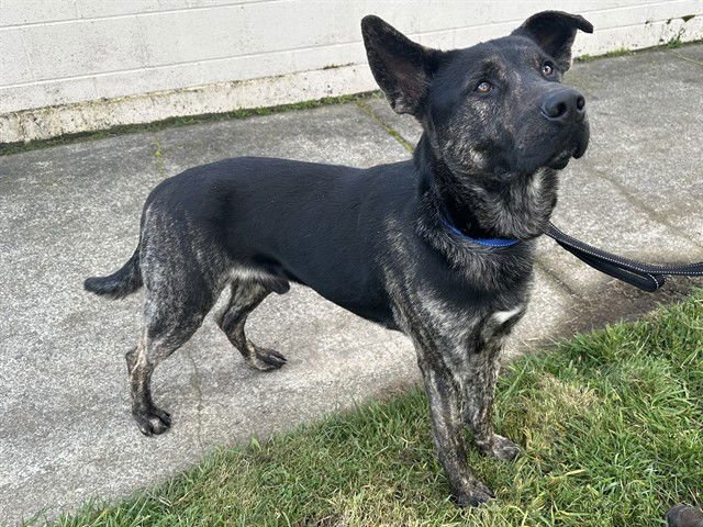 DALI - German Shepherd Dog available for adoption