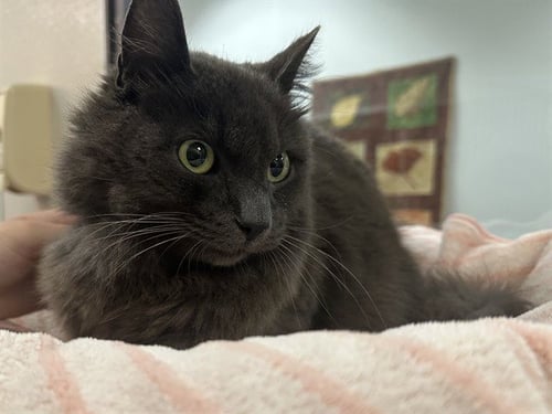 SESAME - Domestic Long Hair available for adoption