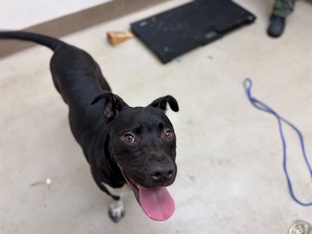 THOR - American Pit Bull Terrier available for adoption