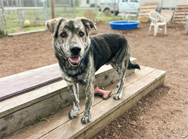 MERLIN - Labrador Retriever available for adoption