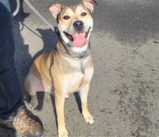 ZEUS - Pit Bull Terrier / German Shepherd Dog available for adoption