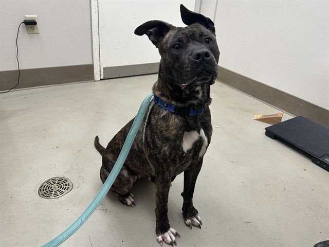 HAZEL - Pit Bull Terrier available for adoption