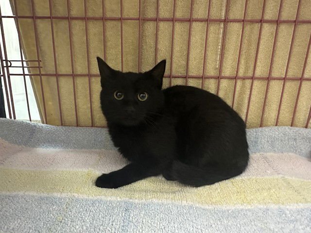 JULES - Domestic Short Hair available for adoption