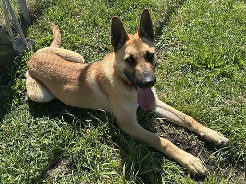 DOZER - German Shepherd Dog available for adoption