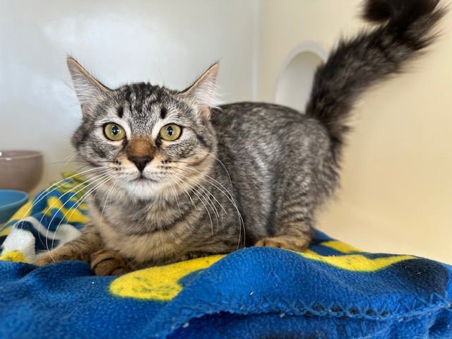 MRS. NORRIS - Domestic Medium Hair available for adoption