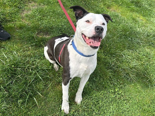 DICE - Pit Bull Terrier available for adoption