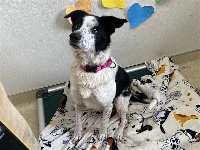 WALLACE - Border Collie available for adoption