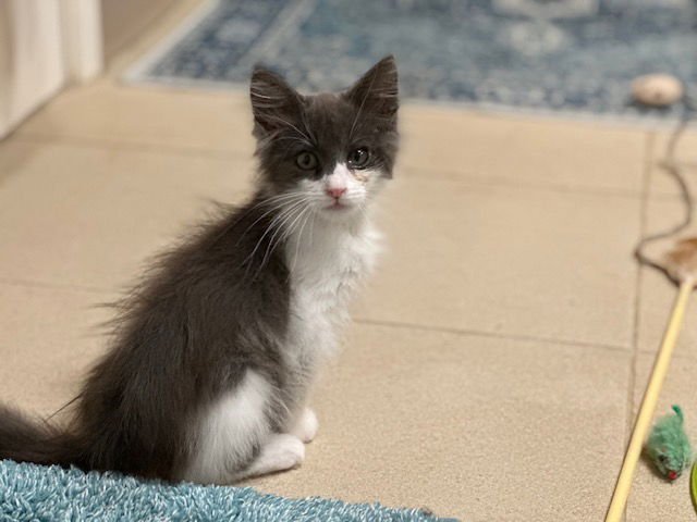 FINNEGAN - Domestic Short Hair available for adoption