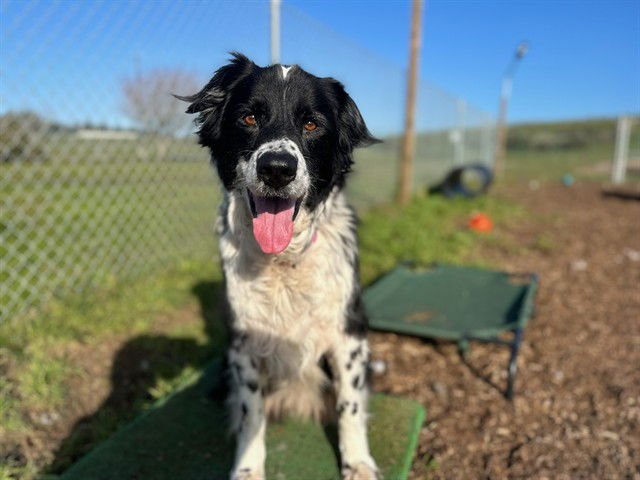 SADIE - Border Collie available for adoption