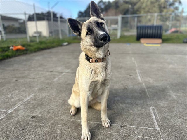 COOKIE - German Shepherd Dog available for adoption