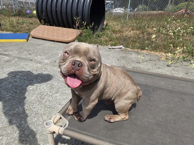 ELROY - French Bulldog available for adoption