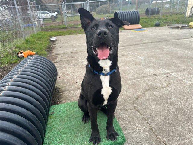 YOGI - Labrador Retriever / Pit Bull Terrier available for adoption