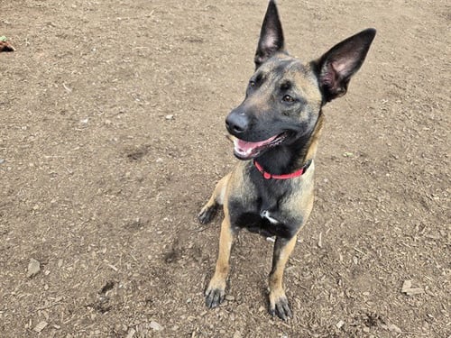 TETRA - Belgian Shepherd Malinois available for adoption